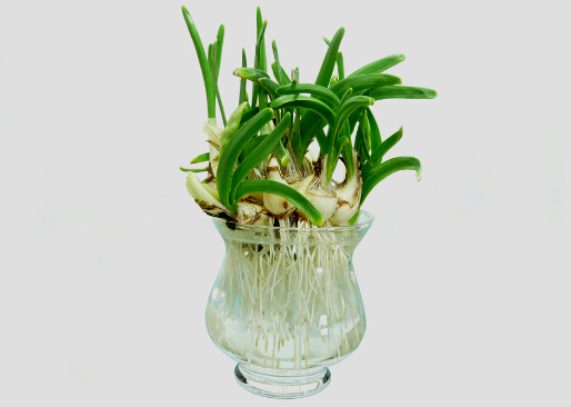 家里有孕婦能養水仙花嗎?水仙花的養殖方法和注意事項