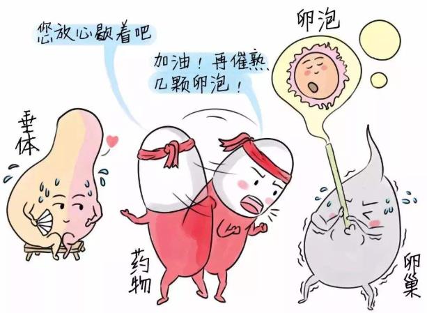 武漢仁愛醫(yī)院婦產(chǎn)科:檢查發(fā)現(xiàn)卵泡發(fā)育不良影響受孕怎么辦?這6種方法幫你解決