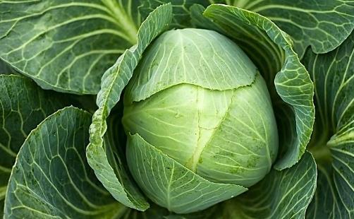 白菜種植時間是什么時候?白菜最佳種植時間