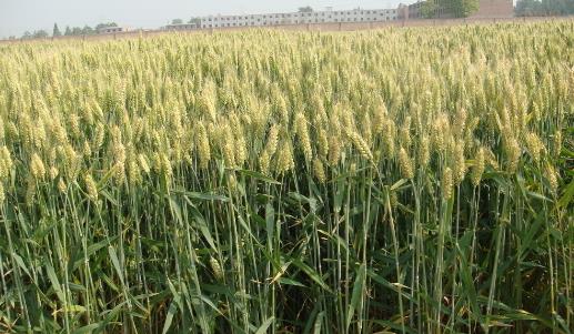 小麥種植時間是什么時候?小麥最佳種植時間