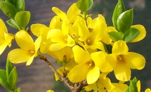 迎春花什么時候開花 迎春花幾月份開花