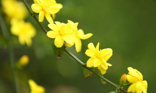 迎春花什么時候開花 迎春花幾月份開花