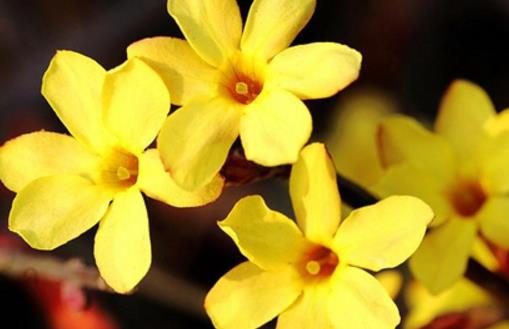 迎春花什么時候開花 迎春花幾月份開花