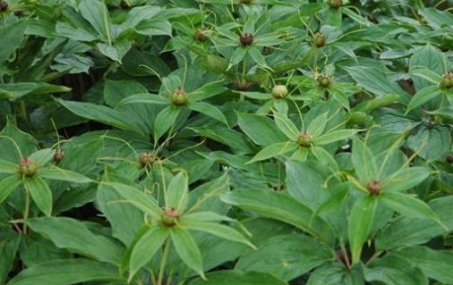 重樓種植時間是什么時候?重樓最佳種植時間