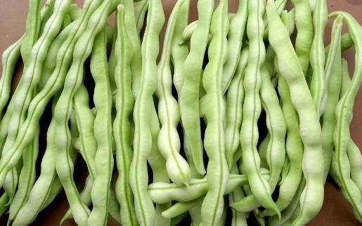 豆角種植時間是什么時候?豆角最佳種植時間