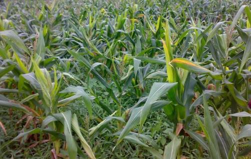 夏玉米種植時間是什么時候?夏玉米最佳種植時間