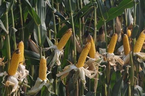 夏玉米種植時間是什么時候?夏玉米最佳種植時間