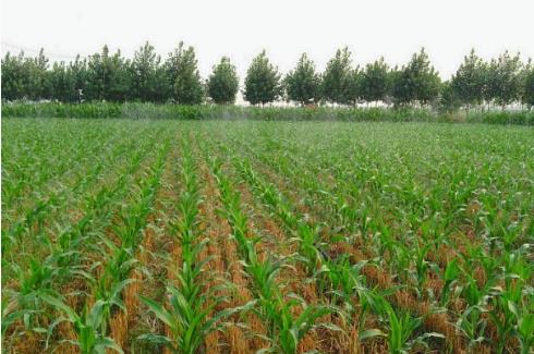 夏玉米種植時間是什么時候?夏玉米最佳種植時間