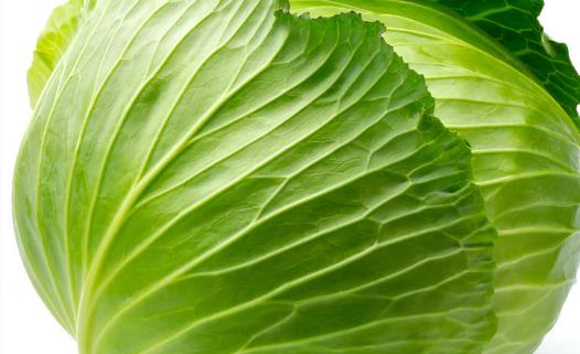 甘藍種植時間是什么時候?甘藍最佳種植時間