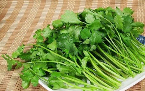 越冬香菜種植時間是什么時候?越冬香菜最佳種植時間