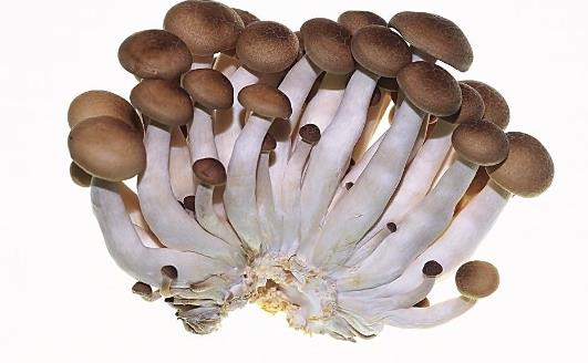 香菇采摘時間是什么時候?香菇最佳采摘時間