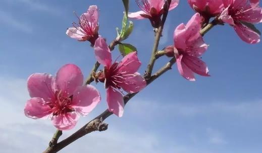 桃花什么時候開花 桃花盛開季節