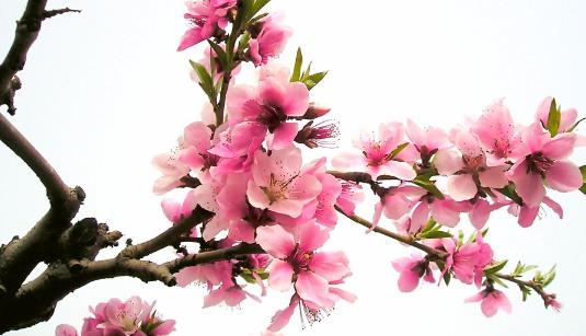 桃花什么時候開花 桃花盛開季節