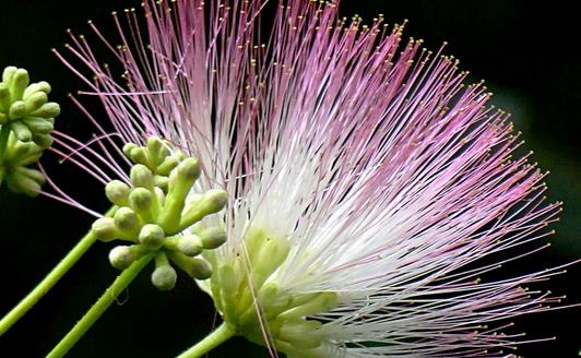 合歡花什么季節開花 合歡花開花季節