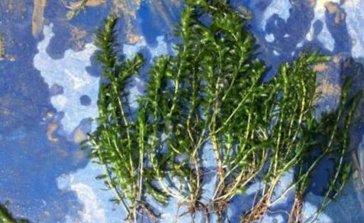 輪葉黑藻種植時間是什么時候 輪葉黑藻最佳種植時間