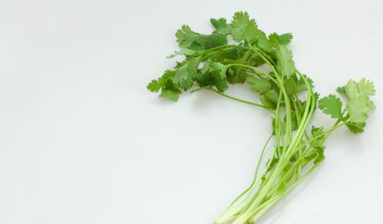 越冬香菜種植時間是什么時候?越冬香菜最佳種植時間