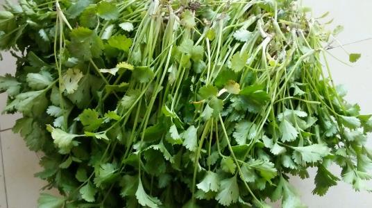 越冬香菜種植時間是什么時候?越冬香菜最佳種植時間