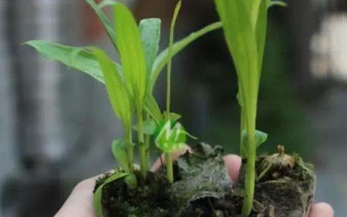 白芨什么時候種植好 白芨種植季節