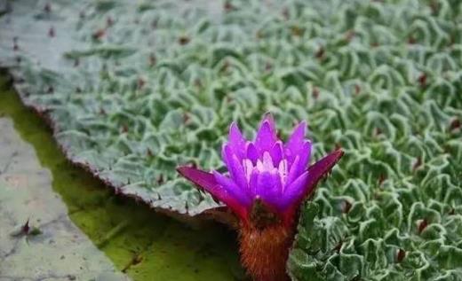 芡實什么時候種 芡實種植時間