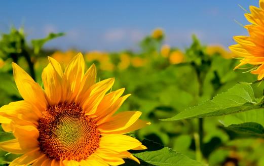 葵花籽什么時候成熟 葵花籽成熟季節