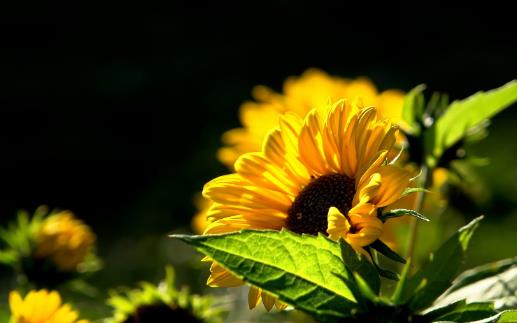 葵花籽什么時候成熟 葵花籽成熟季節