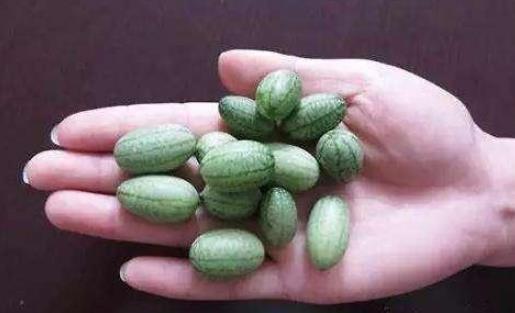 拇指西瓜什么時候種植最好 拇指西瓜種植季節