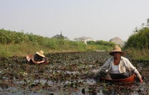 紅菱什么時候上市?什么時候采紅菱