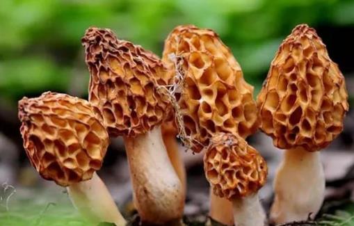羊肚菌什么時候采摘?羊肚菌什么季節有