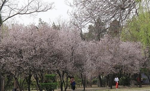 紫葉李什么時候開花?紫葉李什么時候成熟