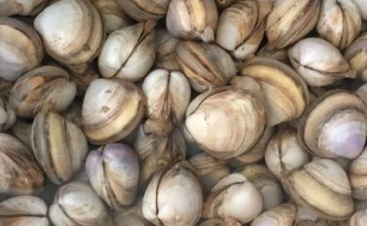 花蛤蜊什么時候最肥 花蛤蜊最肥季節