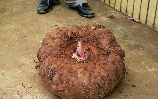 魔芋什么時候種植?魔芋種植時間
