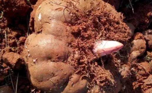 魔芋什么時候種植?魔芋種植時間
