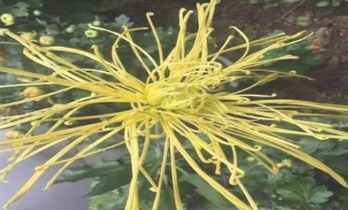 2018浙江桐溪菊花展持續到什么時候 浙江桐溪菊花展時間