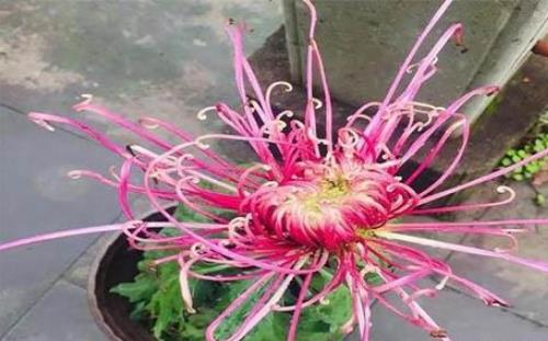 2018浙江桐溪菊花展持續到什么時候 浙江桐溪菊花展時間