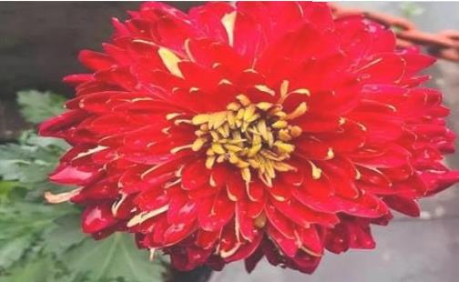 2018浙江桐溪菊花展持續到什么時候 浙江桐溪菊花展時間