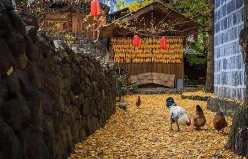 騰沖銀杏村最佳旅游時間 騰沖銀杏村什么時候旅游好