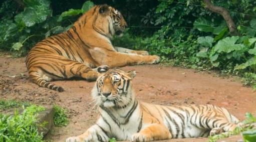 廣州動(dòng)物園開放時(shí)間 廣州動(dòng)物園什么時(shí)候開放
