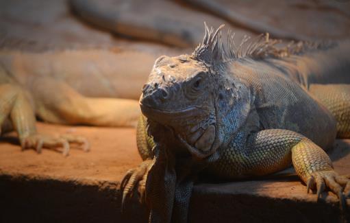 廣州動(dòng)物園開放時(shí)間 廣州動(dòng)物園什么時(shí)候開放