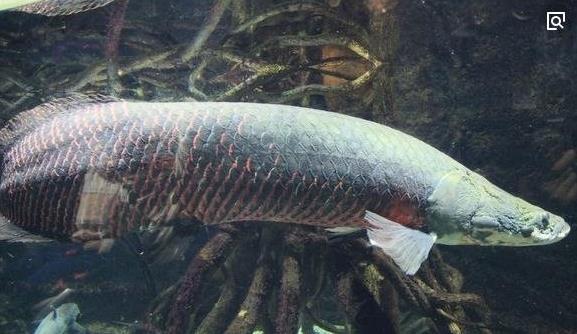 九、巨骨舌魚.jpg