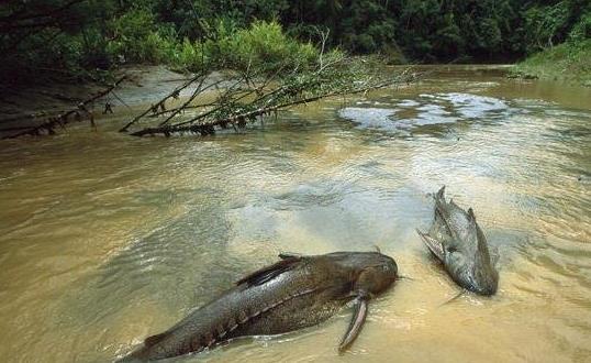 一、亞馬遜鲇魚.jpg