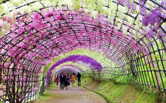四、紫藤花隧道.jpg