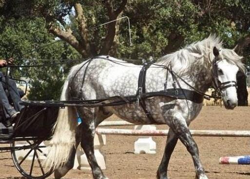 世界上十大體型最漂亮的馬排行榜,汗血寶馬實至名歸
