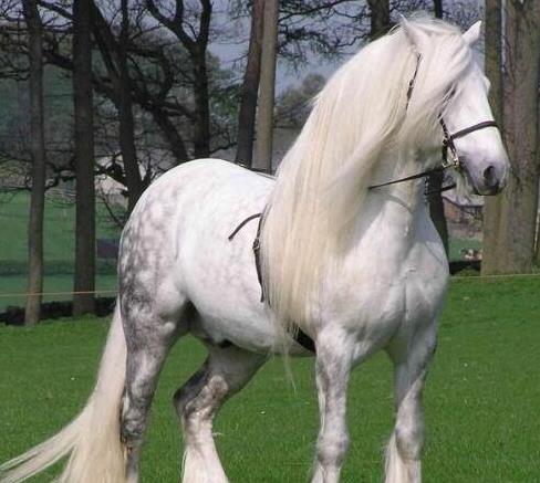 世界上十大體型最漂亮的馬排行榜,汗血寶馬實至名歸