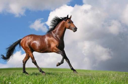 世界上十大體型最漂亮的馬排行榜,汗血寶馬實至名歸