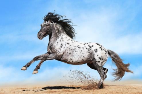 世界上十大體型最漂亮的馬排行榜,汗血寶馬實至名歸
