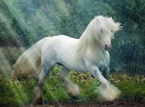 世界上十大體型最漂亮的馬排行榜,汗血寶馬實至名歸