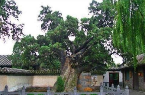 中國(guó)十大千年古樹排行榜,黃帝軒轅柏有5000年歷史!