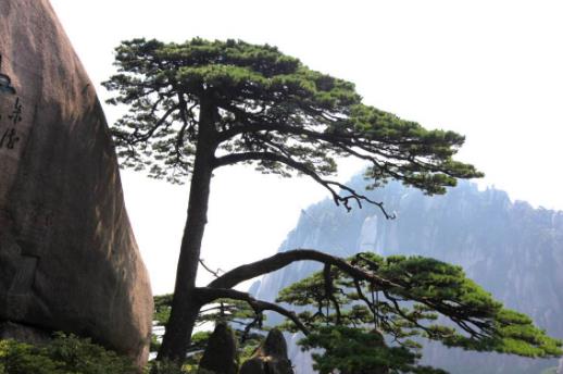 中國(guó)十大千年古樹排行榜,黃帝軒轅柏有5000年歷史!