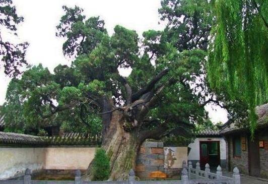 中國(guó)十大千年古樹排行榜,黃帝軒轅柏有5000年歷史!