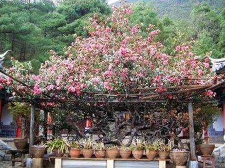 中國(guó)十大千年古樹排行榜,黃帝軒轅柏有5000年歷史!